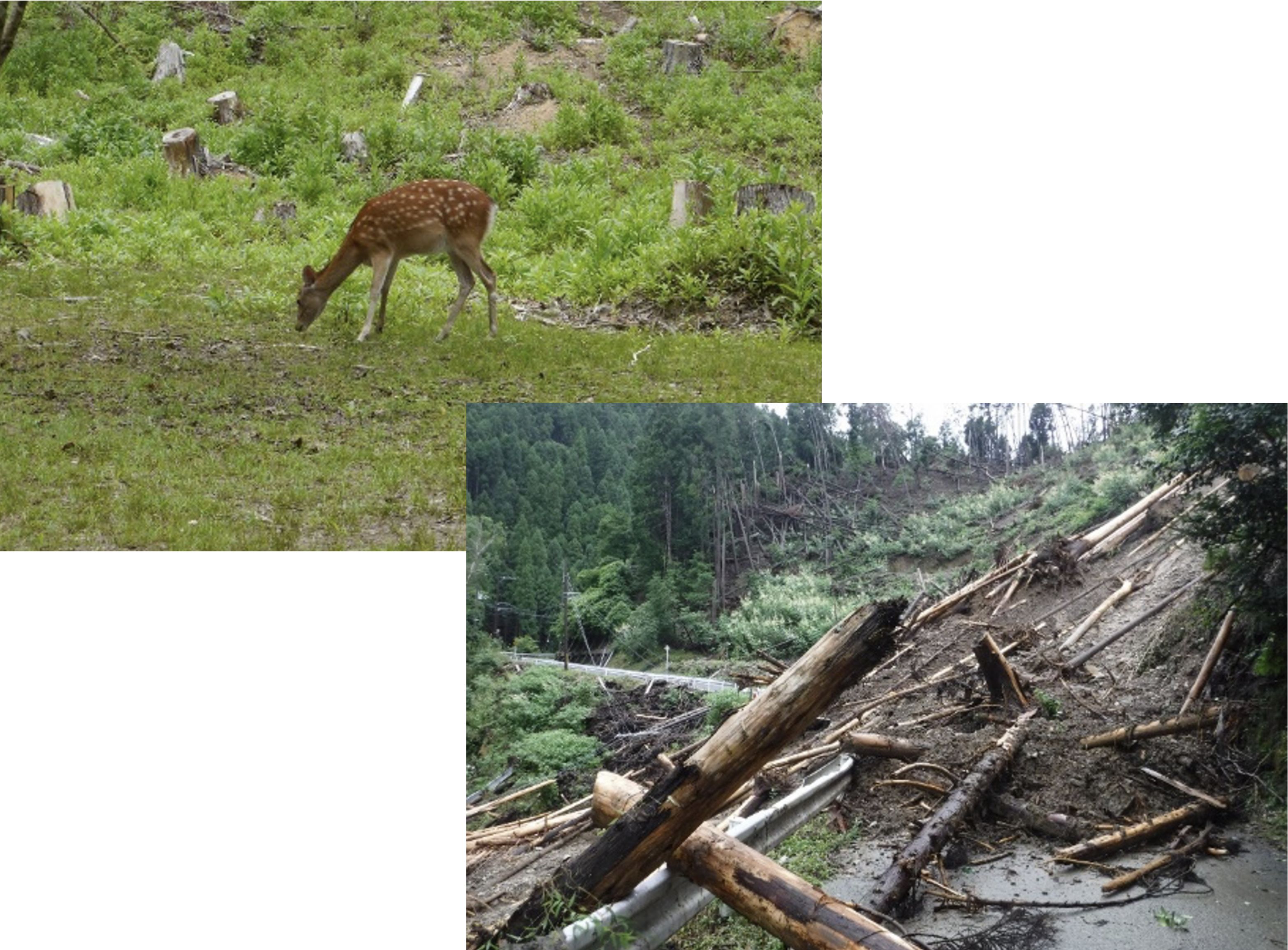 獣害と森林・生態系劣化の連関に関する予備的調査